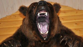 Glassnode Report Says Bitcoin’s 2022 Price Drop Represents a Bear Market of ‘Historic Proportions’ 2 Glassnode Report Says Bitcoin’s 2022 Price Drop Represents a Bear Market of ‘Historic Proportions’